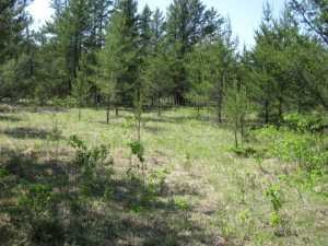 Naturist Legacy History: Gallery 01/01...The new land before purchase
