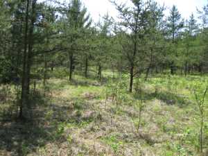 Naturist Legacy History: Gallery 01/02...The new land before purchase