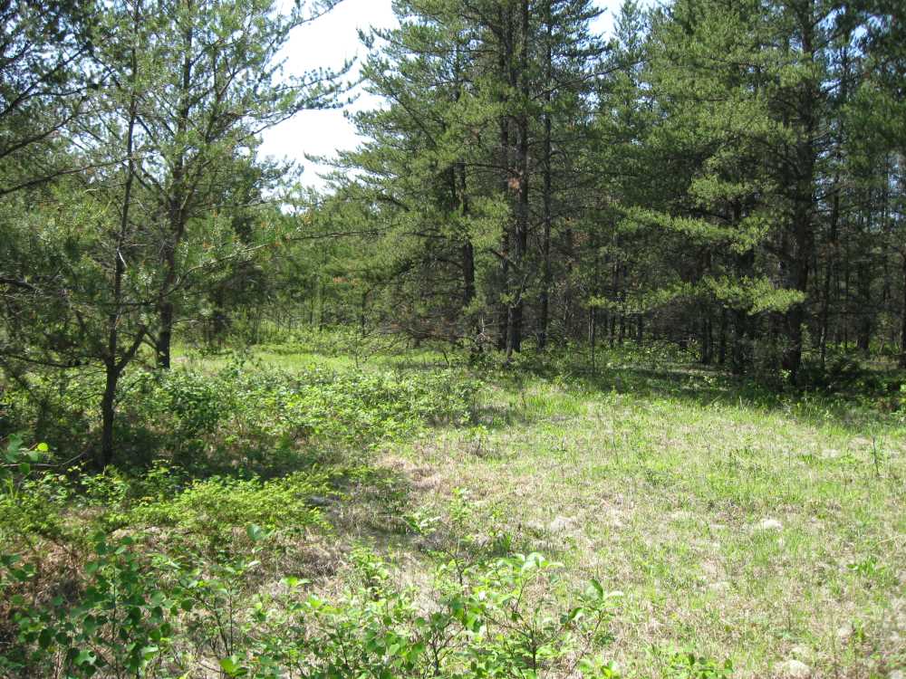 Naturist Legacy History: Gallery 01/03...The new land before purchase