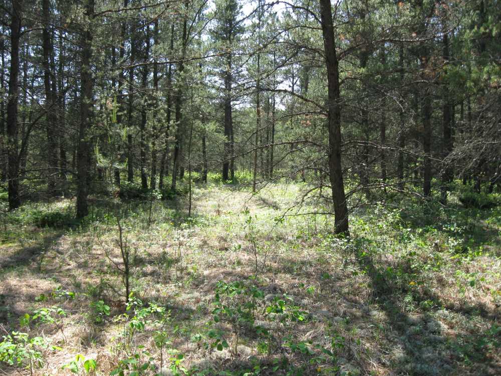 Naturist Legacy History: Gallery 01/04...The new land before purchase