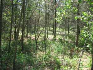 Naturist Legacy History: Gallery 01/05...The new land before purchase