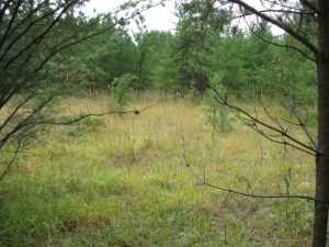 Naturist Legacy History: Gallery 01/10...The new land before purchase