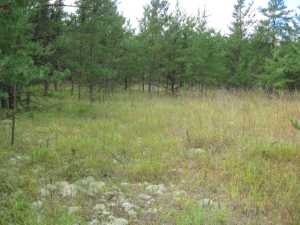 Naturist Legacy History: Gallery 01/12...The new land before purchase