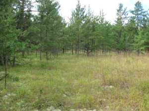Naturist Legacy History: Gallery 01/14...The new land before purchase
