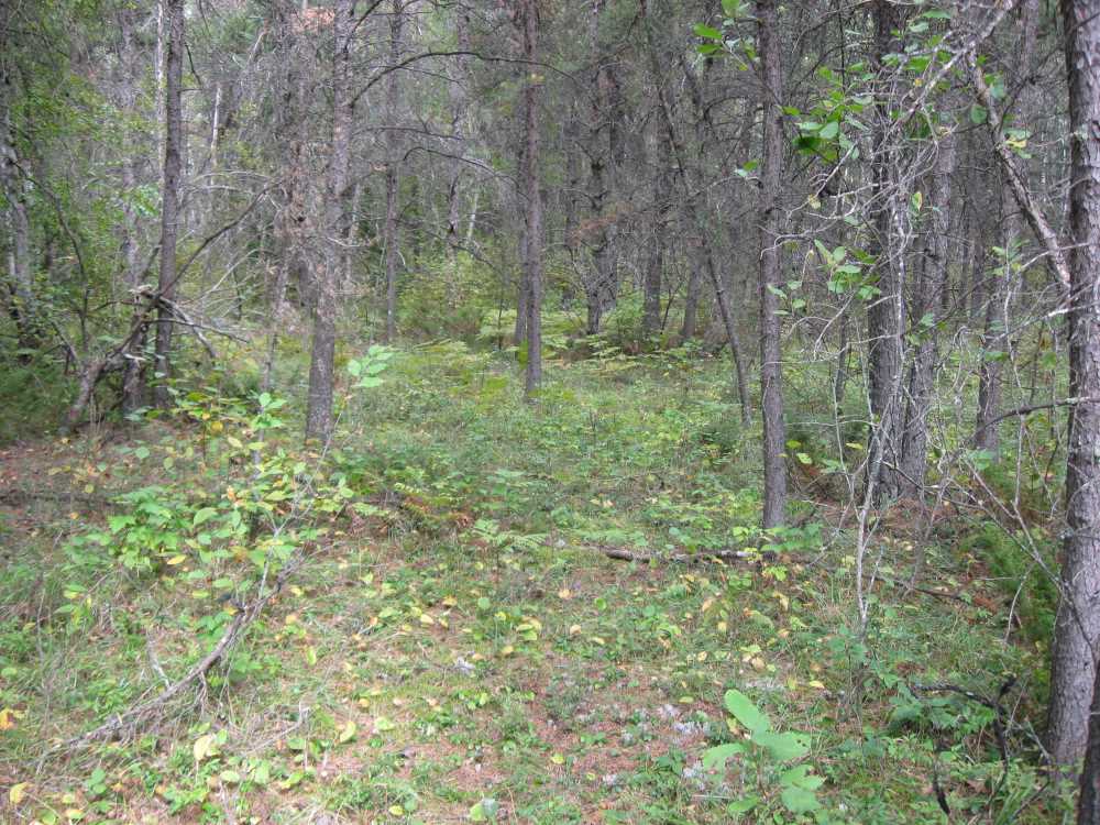 Naturist Legacy History: Gallery 01/16...The new land before purchase