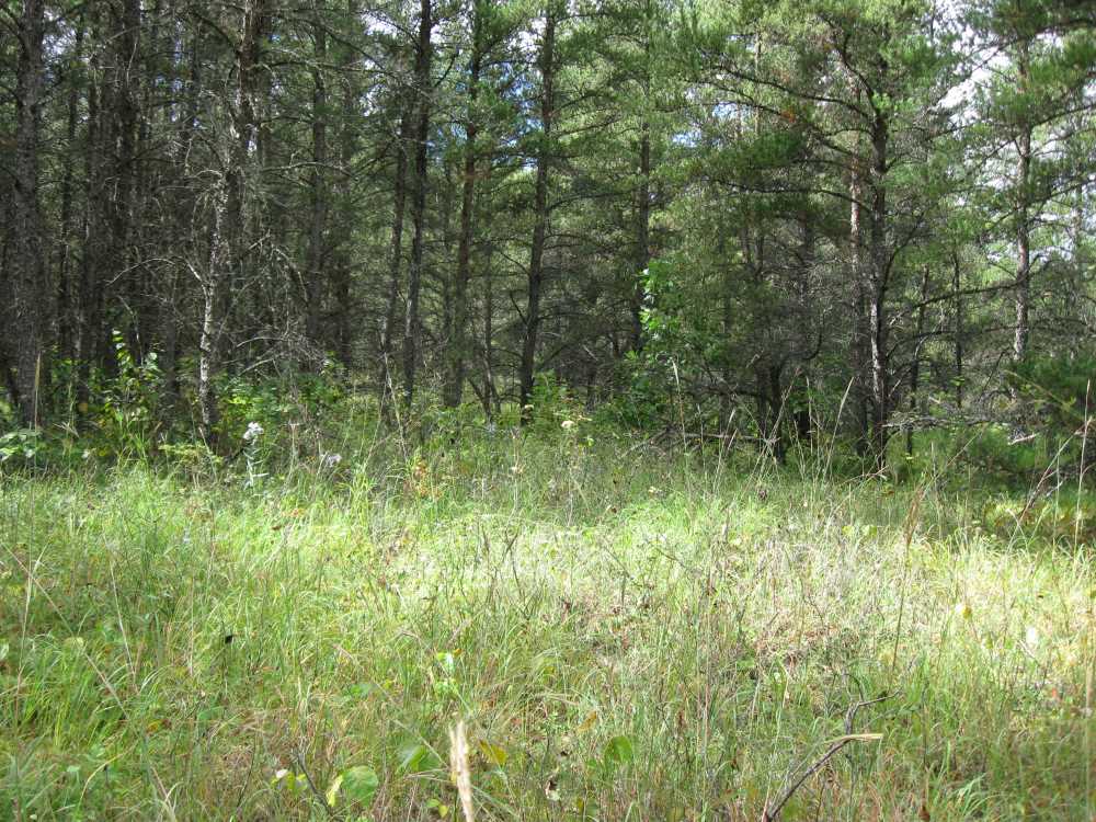 Naturist Legacy History: Gallery 01/19...The new land before purchase