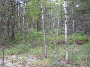 Naturist Legacy History: Gallery 01/20...The new land before purchase