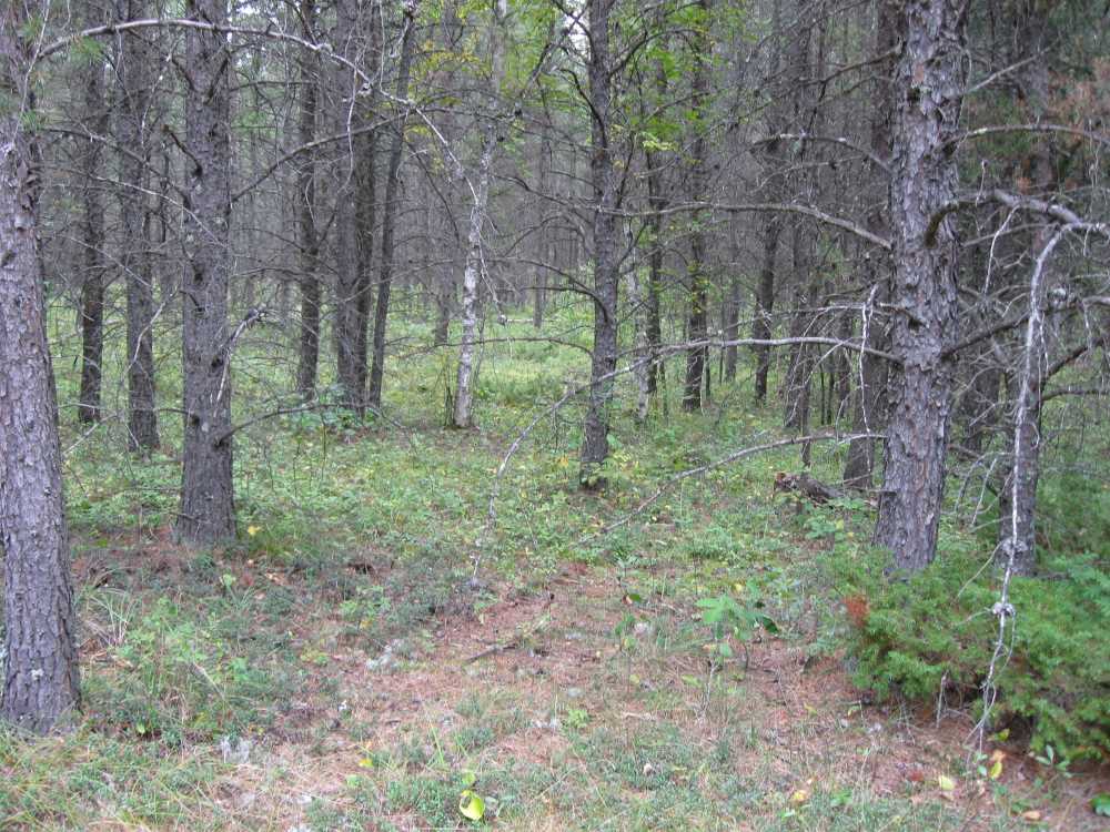 Naturist Legacy History: Gallery 01/23...The new land before purchase