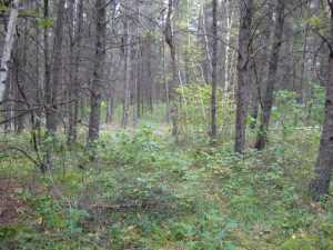 Naturist Legacy History: Gallery 01/24...The new land before purchase