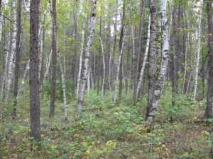 Naturist Legacy History: Gallery 01/27...The new land before purchase