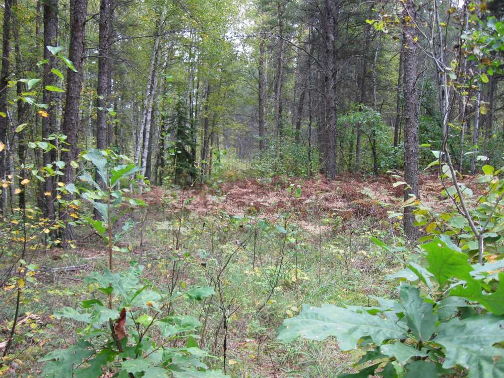 Naturist Legacy History: Gallery 01/30...The new land before purchase