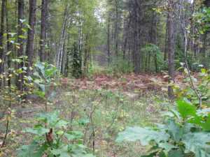 Naturist Legacy History: Gallery 01/30...The new land before purchase
