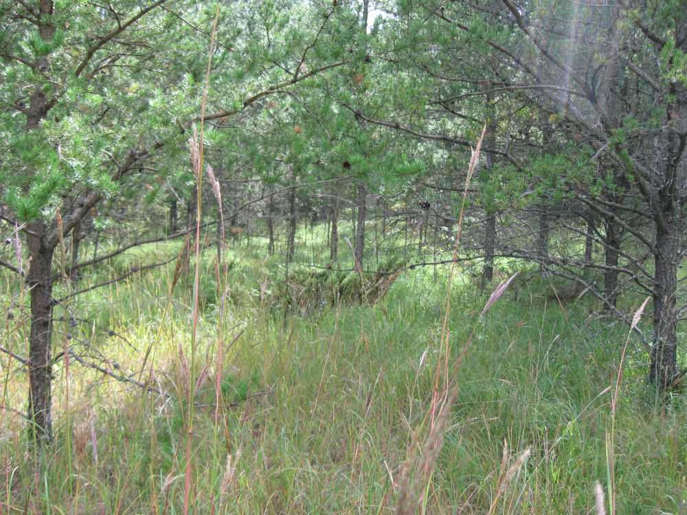 Naturist Legacy History: Gallery 01/36...The new land before purchase