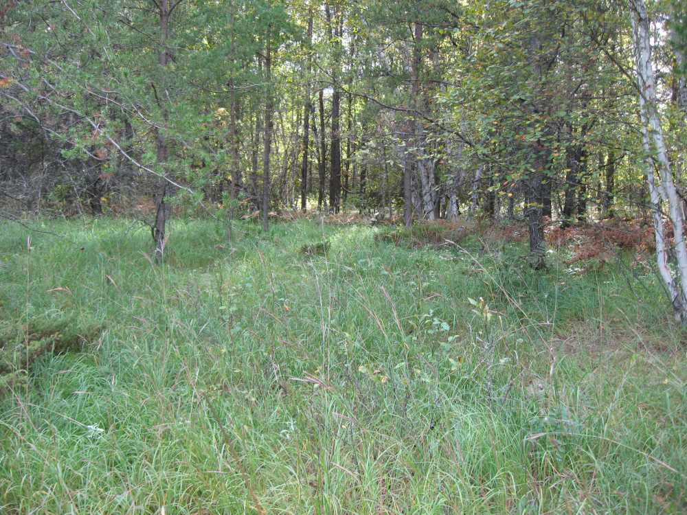 Naturist Legacy History: Gallery 01/37...The new land before purchase