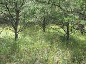Naturist Legacy History: Gallery 01/38...The new land before purchase