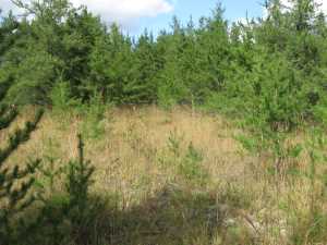 Naturist Legacy History: Gallery 01/39...The new land before purchase