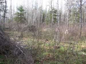 Naturist Legacy History: Gallery 03/01...Clearing the Hydro line corridor