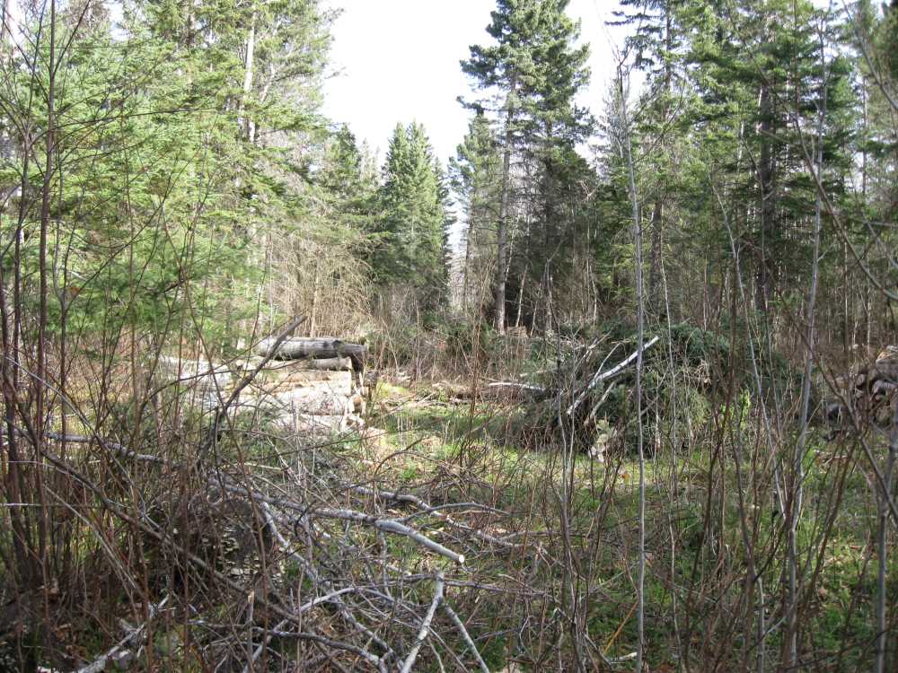 Naturist Legacy History: Gallery 03/02...Clearing the Hydro line corridor