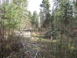 Naturist Legacy History: Gallery 03/02...Clearing the Hydro line corridor