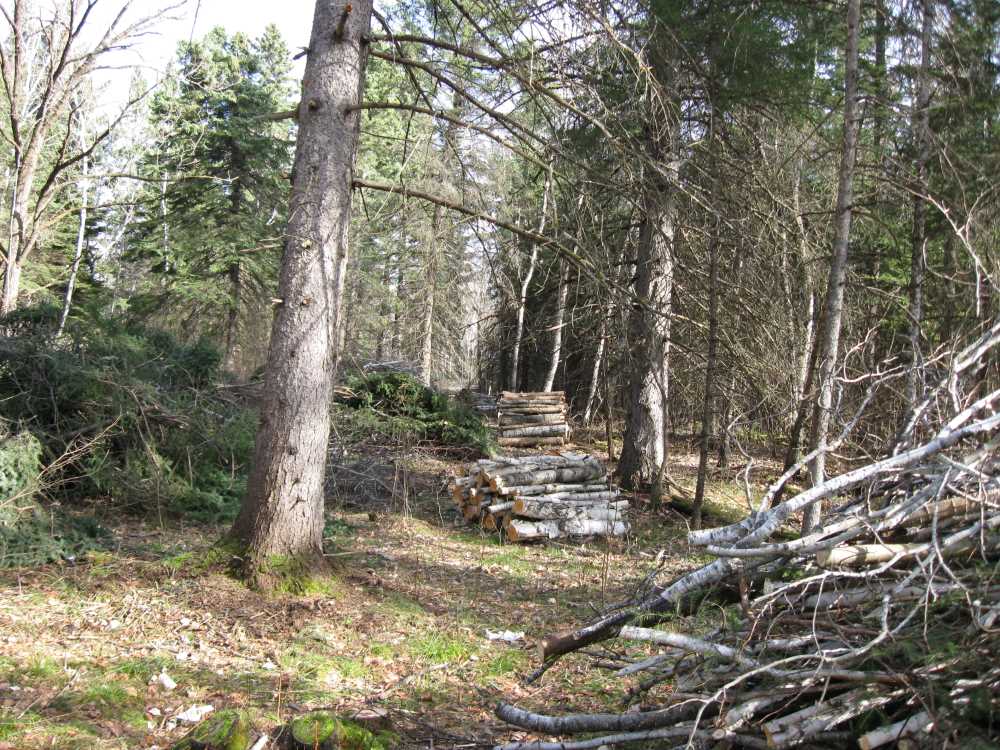 Naturist Legacy History: Gallery 03/05...Clearing the Hydro line corridor