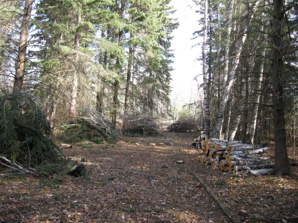 Naturist Legacy History: Gallery 03/06...Clearing the Hydro line corridor