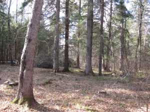 Naturist Legacy History: Gallery 03/10...Clearing the Hydro line corridor