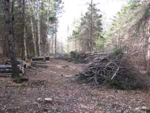 Naturist Legacy History: Gallery 03/11...Clearing the Hydro line corridor