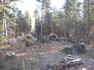 Naturist Legacy History: Gallery 03/13...Clearing the Hydro line corridor