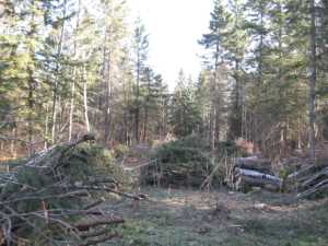 Naturist Legacy History: Gallery 03/16...Clearing the Hydro line corridor