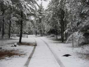 Naturist Legacy History: Gallery 03/20...Clearing the Hydro line corridor