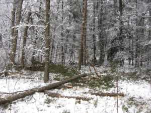 Naturist Legacy History: Gallery 03/24...Clearing the Hydro line corridor