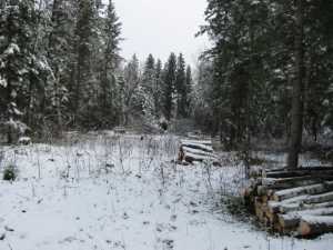 Naturist Legacy History: Gallery 03/27...Clearing the Hydro line corridor