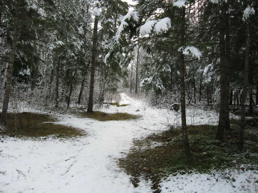 Naturist Legacy History: Gallery 03/29...Clearing the Hydro line corridor
