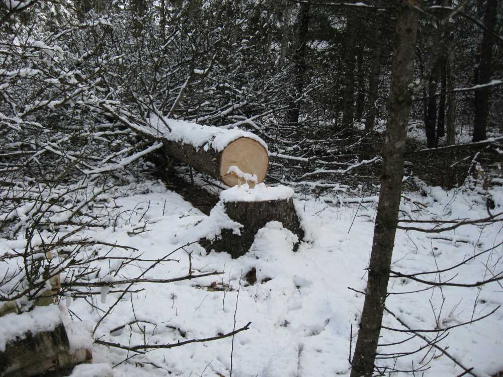 Naturist Legacy History: Gallery 03/33...Clearing the Hydro line corridor
