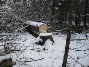 Naturist Legacy History: Gallery 03/33...Clearing the Hydro line corridor