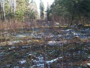 Naturist Legacy History: Gallery 03/34...Clearing the Hydro line corridor