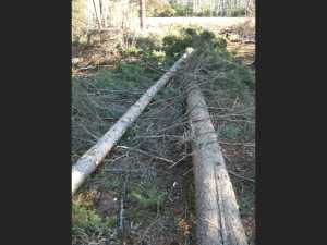 Naturist Legacy History: Gallery 03/37...Clearing the Hydro line corridor