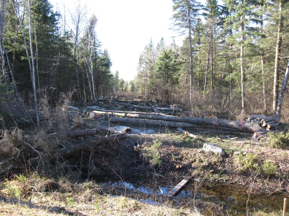 Naturist Legacy History: Gallery 03/39...Clearing the Hydro line corridor
