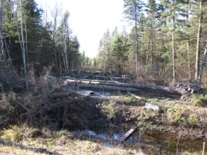 Naturist Legacy History: Gallery 03/39...Clearing the Hydro line corridor