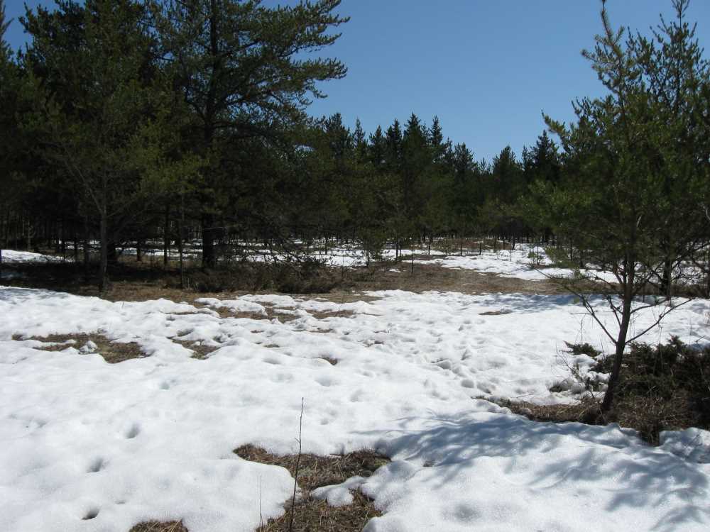 Naturist Legacy History: Gallery 07/01...Our first spring at Naturist Legacy Park