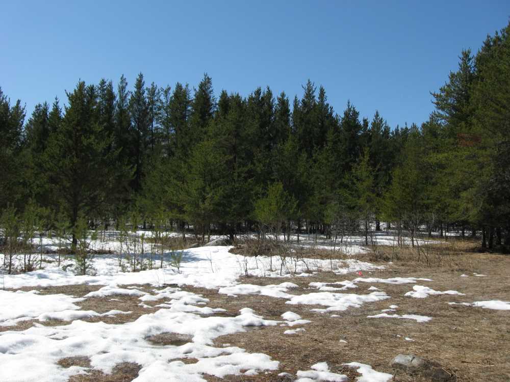 Naturist Legacy History: Gallery 07/03...Our first spring at Naturist Legacy Park