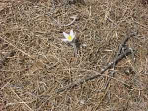 Naturist Legacy History: Gallery 07/06...Our first spring at the new park