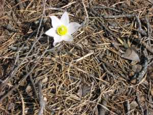 Naturist Legacy History: Gallery 07/08...Our first spring at the new park