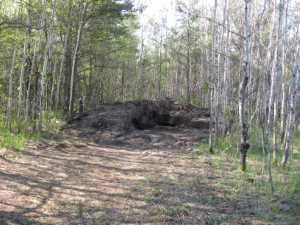 Naturist Legacy History: Gallery 11/06...Members tackle smaller projects
