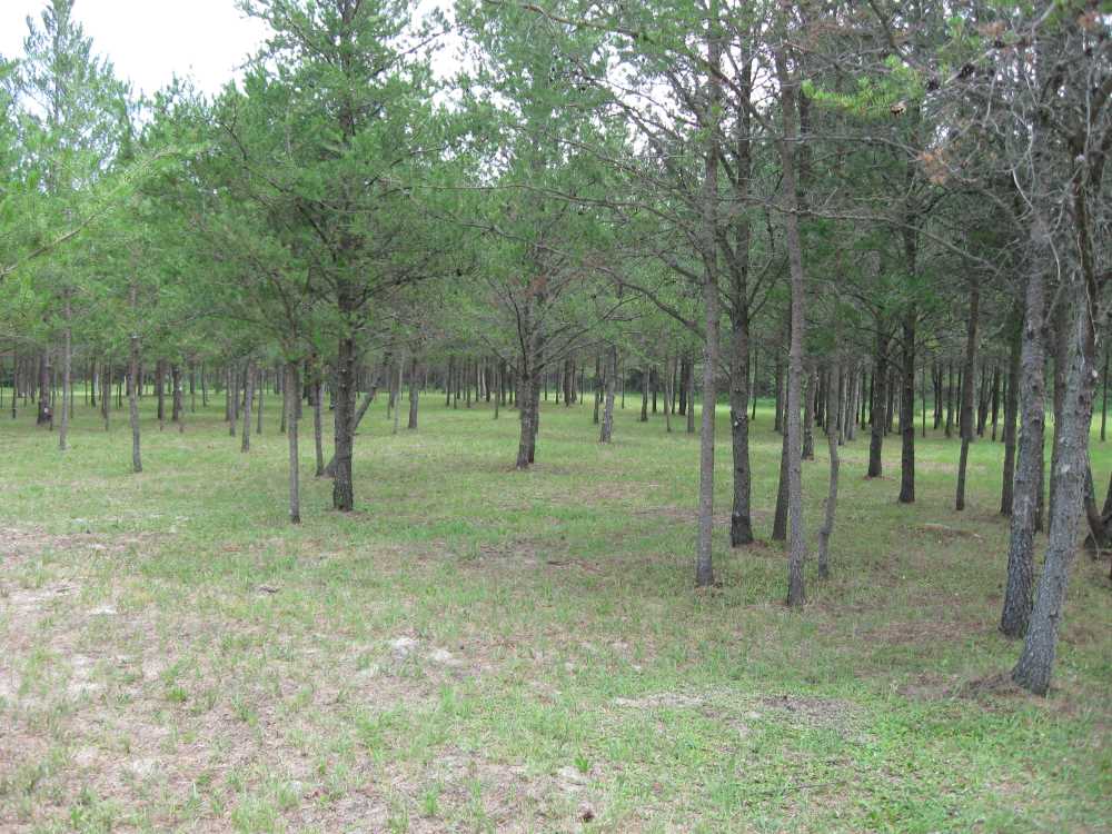 Naturist Legacy History: Gallery 33/01...The meadows in the middle of summer