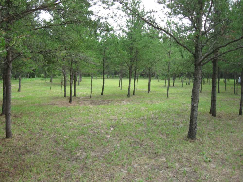 Naturist Legacy History: Gallery 33/05...The meadows in the middle of summer