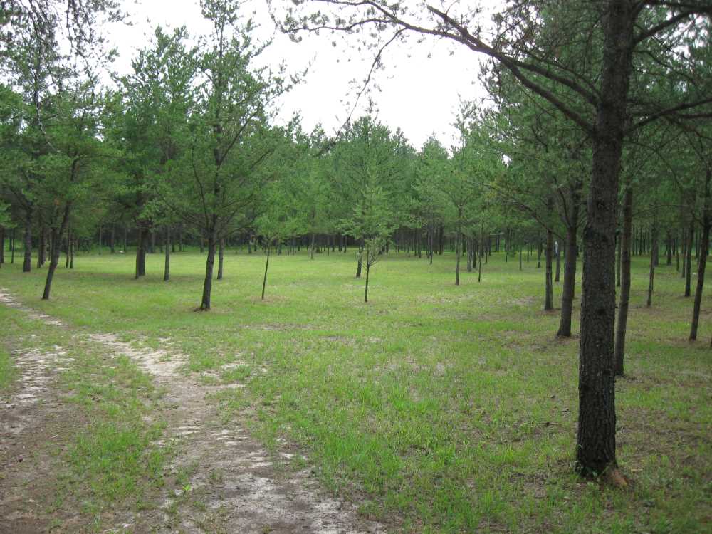 Naturist Legacy History: Gallery 33/06...The meadows in the middle of summer