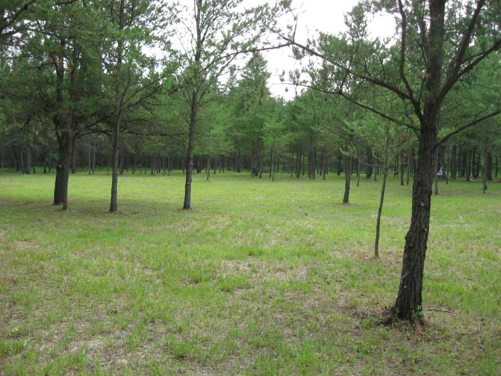 Naturist Legacy History: Gallery 33/07...The meadows in the middle of summer