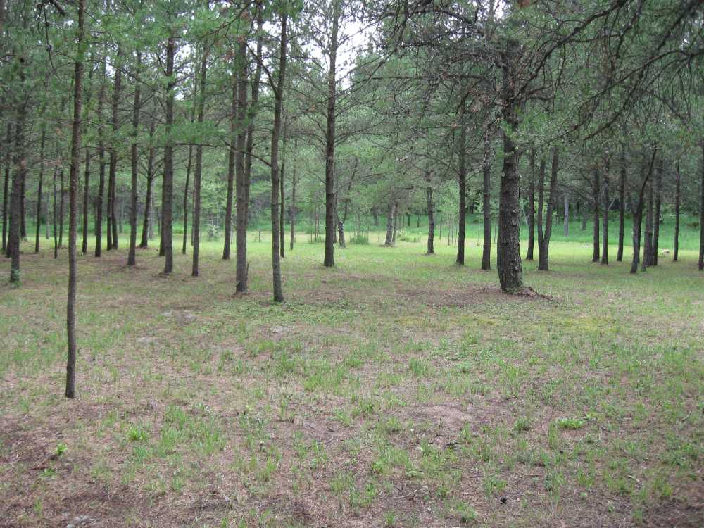 Naturist Legacy History: Gallery 33/09...The meadows in the middle of summer