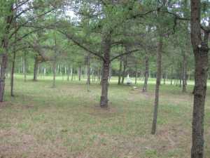 Naturist Legacy History: Gallery 33/11...The meadows in the middle of summer